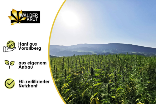 WälderKrut Greenhouse Bregenzerwald__CBD und Hanfprodukte Hanffeld